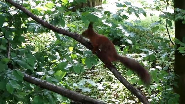 Squirrel is angry and wags its tail. Белка красавица злится, махая хвостом смотреть онлайн