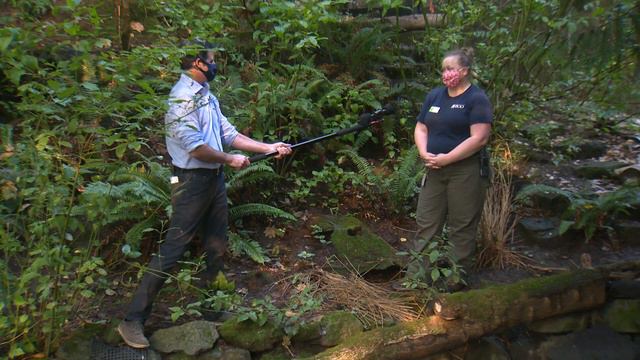 Out  About: Meet Filbert and Maple the beavers at the Oregon Zoo