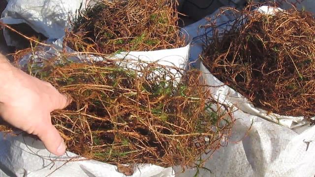 Мох Кукушкин Лён для сруба смотреть онлайн