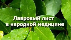 Лавровый лист народная медицина   магические свойства лаврового листа