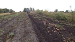 КАРТОФЕЛЕКОПАТЕЛЬ ВРЕМЕН СССР В РАБОТЕ!