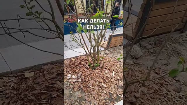 Как делать нельзя ни в коем случае! Не делайте так на своем участке!