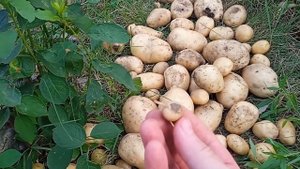 Экспериментальный картофель Спунта