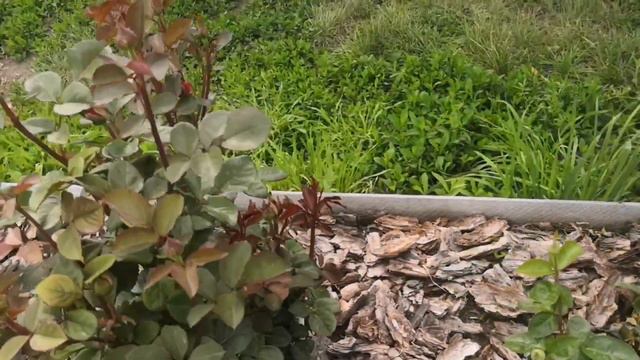 Мои розы цветут. Июнь 2023 смотреть онлайн