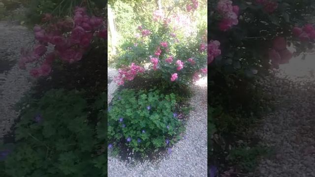 Цветочные композиции из многолетников. Делюсь секретами.