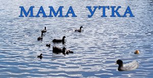 МАМА УТКА!