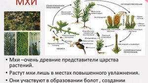 Урок биологи №6 Определение отличительных признаков отделов растений.