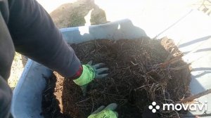 Садовый понедельник. Посадка малины. Ньюанс посадки малины и подготовка посадочной ямы.