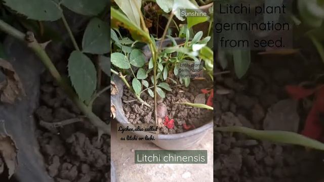 ? Litchi Plant germination from seed ? Litchi chinensis germination.