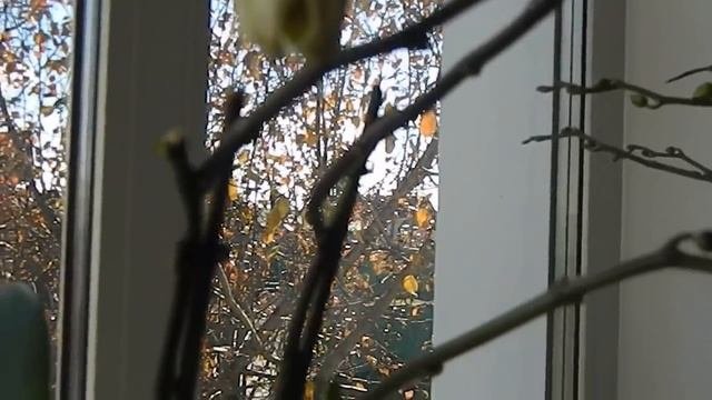 ЭКСКУРСИЯ ПО ПОДОКОННИКАМ  Мои комнатные цветы и растения ЦВЕТЫ НА ПОДОКОННИКЕ 3 сенсационная новос