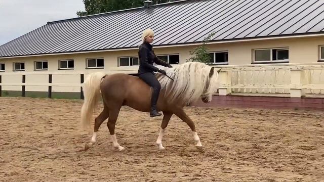 Соловый жеребец UDJALI и Елена) Лошадка-барби :)) Лошадка-рапунцель)) смотреть онлайн