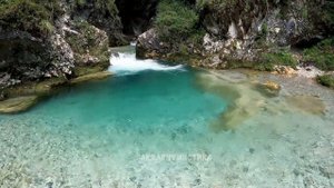 АНЦИСТРУСЫ бывают разных цветов - разновидности прилипал