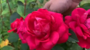 Повторное цветение и полное раскрытие бутонов розы Мэрилу ( Merylou )