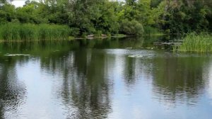 Ловля жереха и окуня на поппер Rapala