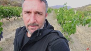 Прогулка по винограднику. Урожай 2022 в Юго-Восточном Крыму