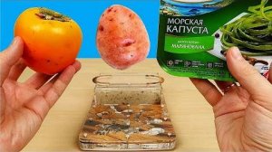 Сок из Морской капусты, Хурмы и Картошки! Реакция муравьев на соки! Бедная соковыжималка