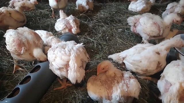 ВОДЯНКА У БРОЙЛЕРОВ. КАК ЕЁ ИЗБЕЖАТЬ. смотреть онлайн