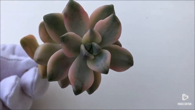Graptoveria Titubans (10)* смотреть онлайн