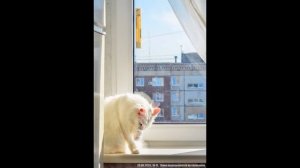 №149. 23.06.2021г. 16:09. Я открою вам секрет - лучше кошки зверя нет.