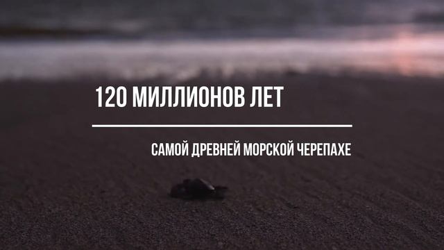 Интересные факты про Черепах · ТОП 5 фактов о ЧЕРЕПАХАХ