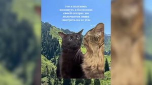 Кот смотрит с потухшим взглядом - Откуда МЕМ? Black Cat zoning out meme