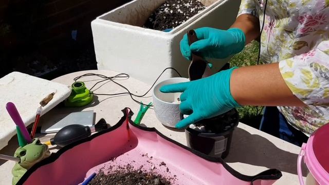 Transplantando mi Echeveria Purpusorum y Graptoveria Purple Dream??? смотреть онлайн