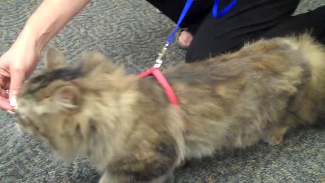 How to Walk Your Cat on a Leash смотреть онлайн