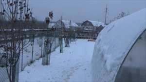 Содержание гусей зимой