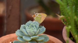 Mariposa Sedosa Verde Mexicana (Callophrys xami) poniendo huevos (ovoposición)