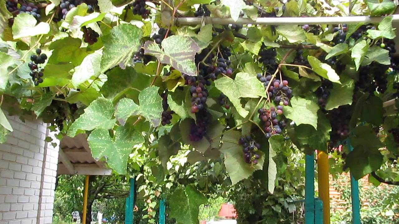 ВИНОГРАД