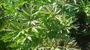 Пионы, ранние сорта . Цветы для души.