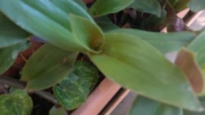 Tradescantia blossfeldiana (Tradescanzia) Tradescantia cerinthoides