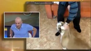 Антуан Наджарян"Если изначально воспитывать правильно, любая собака станет дружелюбной"