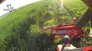 Скосил вико-овес косилкой Виракс-Wirax Польша 1.35м. трактор Shifeng SF-354.