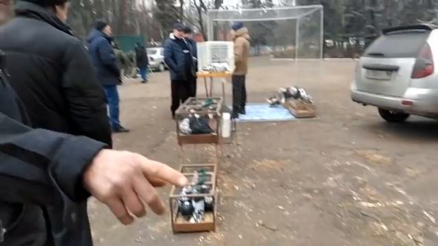 Ярмарка-выставка голубей.      г.Енакиево. Ноябрь 2021 года.