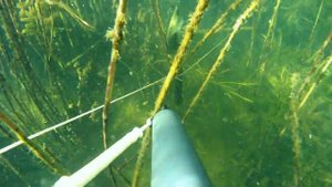 Подводная охота  Осень Много малька в чистой  воде