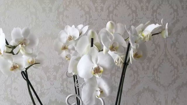 Роскошные цветущие орхидеи у меня дома ) Дикий Кот, Каода, Манхеттен и тд и тп)))))))) смотреть онлайн