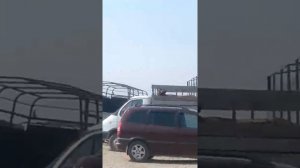 Хасавюрт скотный рынок