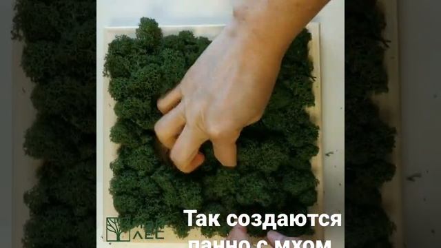 мой лес. как сделать панно с мхом своими руками #стабилизированныймох смотреть онлайн