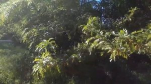 цветут акация и гледичия