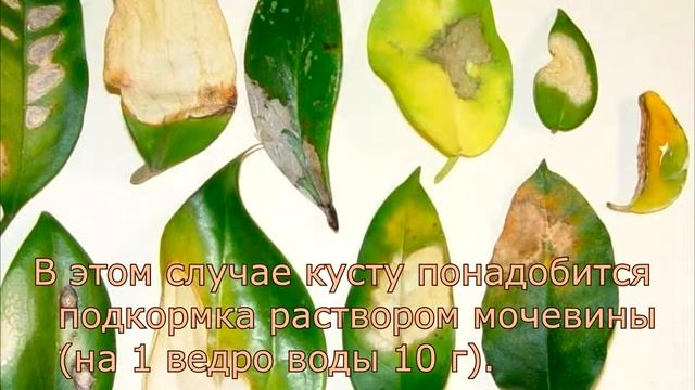 Заболевания и возможные проблемы хойи смотреть онлайн