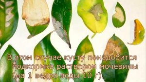 Заболевания и возможные проблемы хойи
