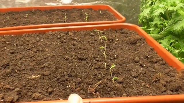 Разные томаты - в разную тару! Ольга Чернова. смотреть онлайн