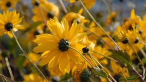 Patricia Kaas - Autumn Leaves