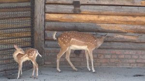 Fallow deer✅Dama cervus?Лань европейская