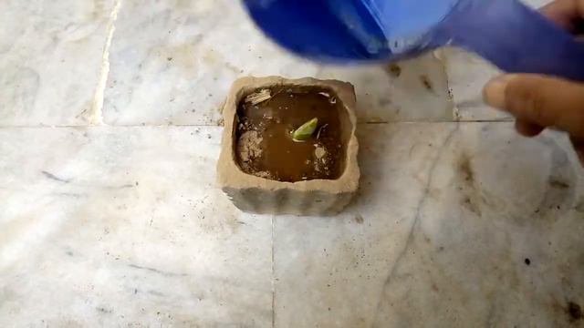 Propagate Succulents from Single Leaf смотреть онлайн