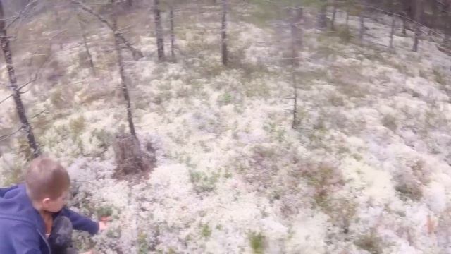 БОРОВИКИ на каждом шагу!!!Часть вторая... смотреть онлайн