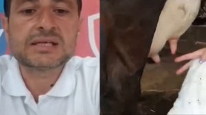 Как мыть вымя коровы. Обработка вымени до и после доения.