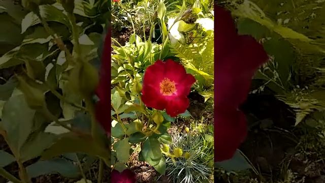 Роза Роут 66 смотреть онлайн