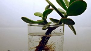 Денежное Дерево — как правильно его посадить, чтоб велись деньги